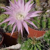 Echinopsis oxygona werdermannii JLcoll.1466.jpg